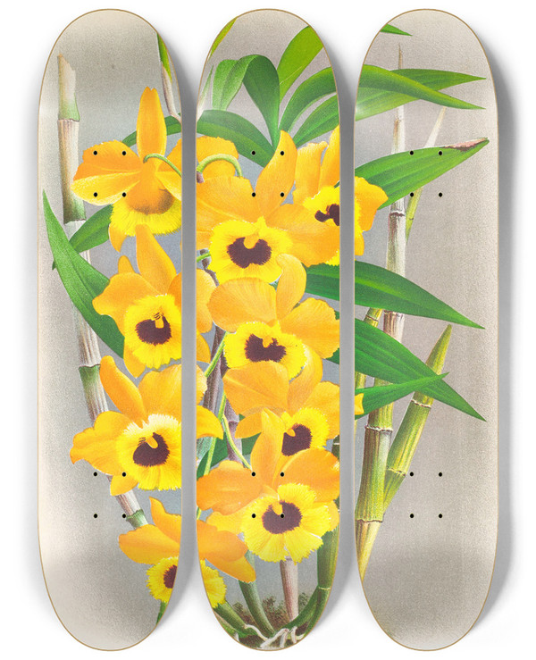 Triptych art skateboard deck of Jean Jules Linden Dendrobium Paxtoni by Jean Jules Linden (1817-1898)