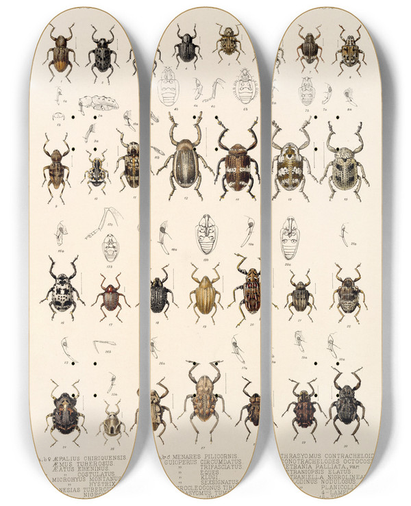 Triptych art skateboard deck of Frederick Ducane Godman Insecta Coleoptera Pl 161 by Frederick Ducane Godman (1834-1919)