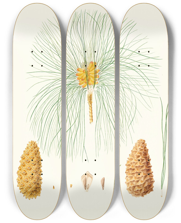 Triptych art skateboard deck of Aylmer Bourke Lambert Pinus Canariensis Canary Pine by Aylmer Bourke Lambert (1761-1842)