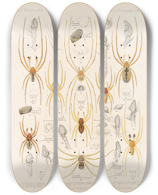 Triptych art skateboard deck of Frederick Ducane Godman Arachnida Araneidea Pl 29 by Frederick Ducane Godman (1834-1919)