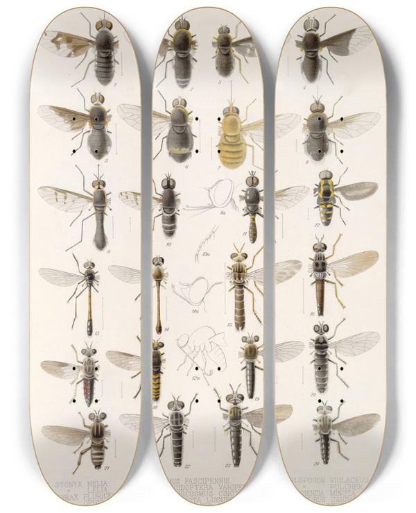 Triptych art skateboard deck of Frederick Ducane Godman Insecta Diptera Pl 07 by Frederick Ducane Godman (1834-1919)