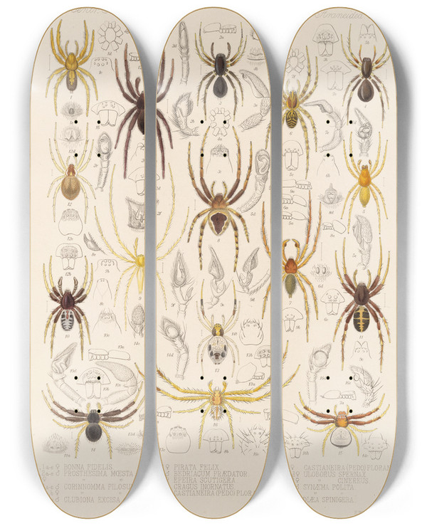 Triptych art skateboard deck of Frederick Ducane Godman Arachnida Araneidea Pl 33 by Frederick Ducane Godman (1834-1919)