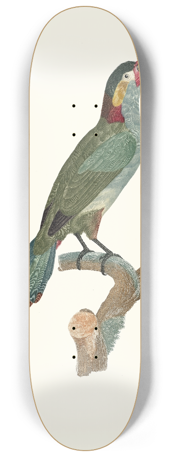 Jacques Barraband - LAracari Koulik femelle. 8.25 inch art skate deck