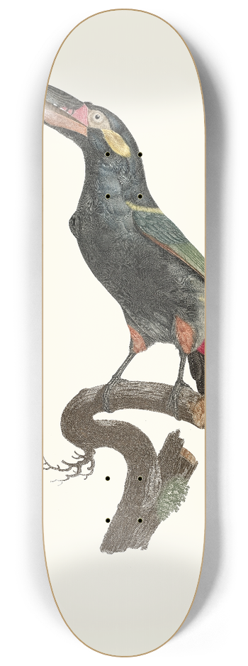 Jacques Barraband - LAracari Koulik mle de la Guyane. 8.25 inch art skate deck