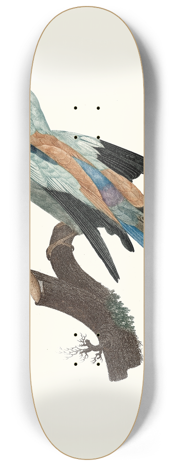 Jacques Barraband - Le Rollier vulgaire, mle. 8.25 inch art skate deck