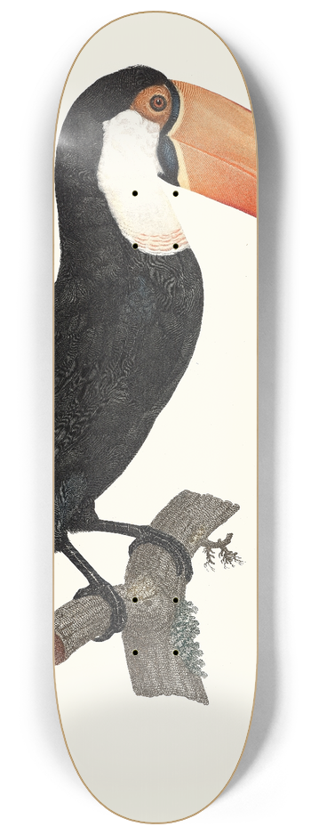 Jacques Barraband - Le Toco. 8.25 inch art skate deck