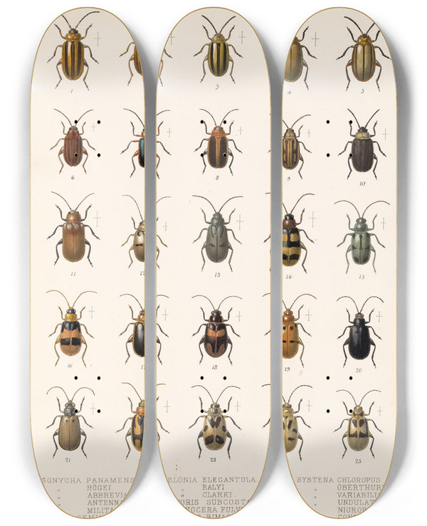 Triptych art skateboard deck of Frederick Ducane Godman Insecta Coleoptera Pl 251 by Frederick Ducane Godman (1834-1919)