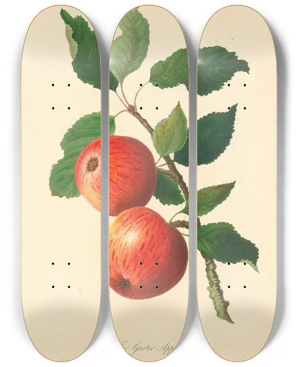 Triptych art skateboard deck of Thomas Andrew Knight Garter Apple by Thomas Andrew Knight (1759-1838)