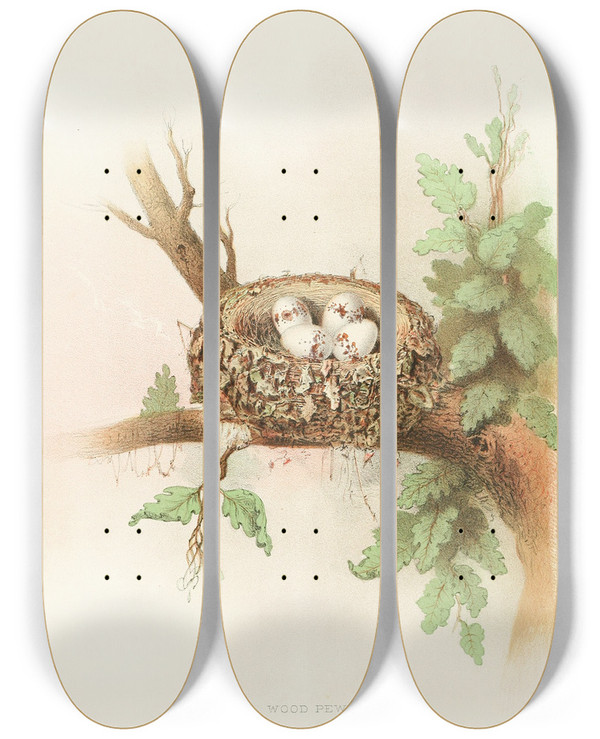 Triptych art skateboard deck of Edwin L Sheppard Wood Pewee by Edwin L Sheppard (1904)