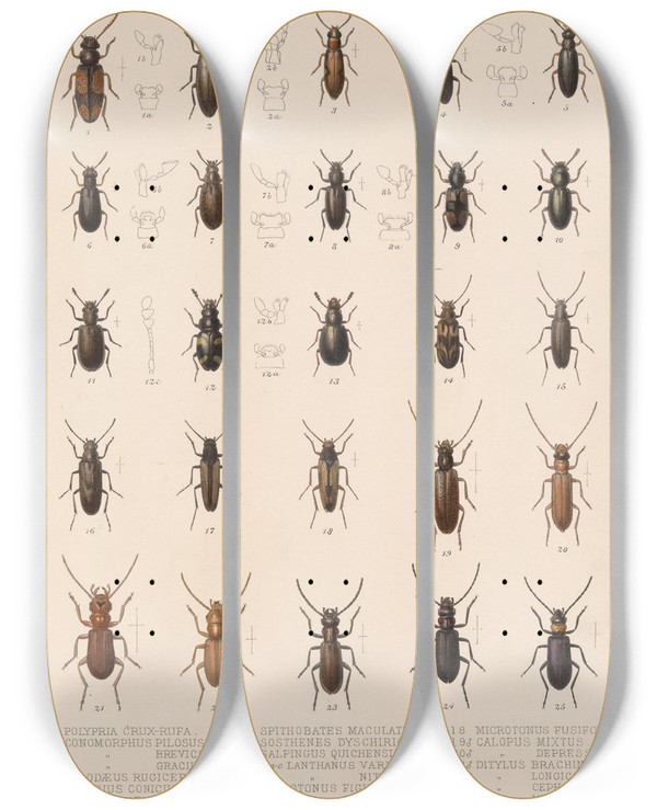 Triptych art skateboard deck of Frederick Ducane Godman Insecta Coleoptera Pl 123 by Frederick Ducane Godman (1834-1919)