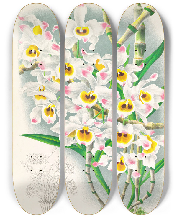 Triptych art skateboard deck of Jean Jules Linden Dendrobium Wardianum by Jean Jules Linden (1817-1898)