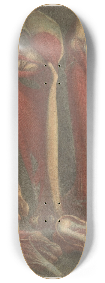 Jacques Fabien Gautier d'Agoty - Anatomical muscle models of the shins and feet 8.25 inch art skate deck