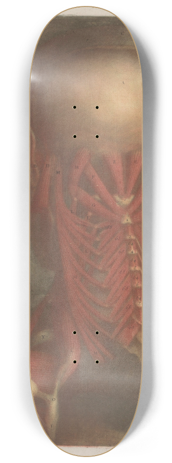Jacques Fabien Gautier d'Agoty - Male head showing the muscles of the back of the head, neck and shoulder blades 8.25 inch art skate deck