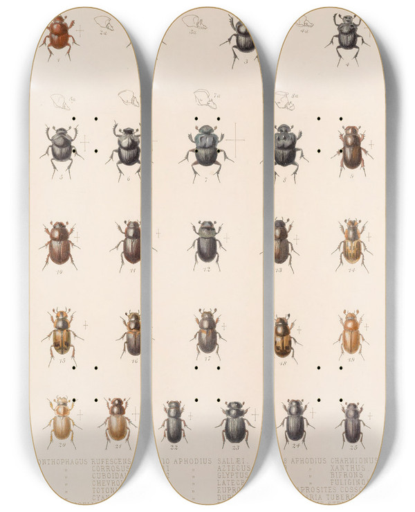 Triptych art skateboard deck of Frederick Ducane Godman Insecta Coleoptera Pl 006 by Frederick Ducane Godman (1834-1919)