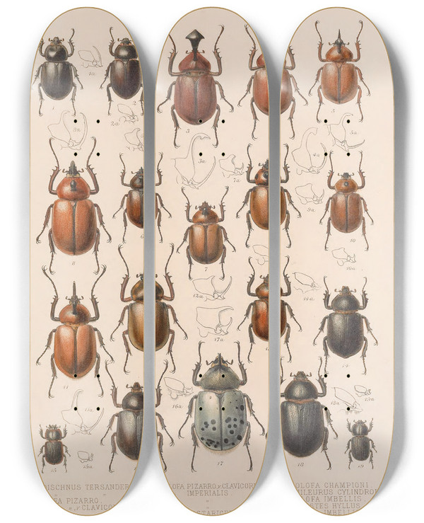Triptych art skateboard deck of Frederick Ducane Godman Insecta Coleoptera Pl 020 by Frederick Ducane Godman (1834-1919)