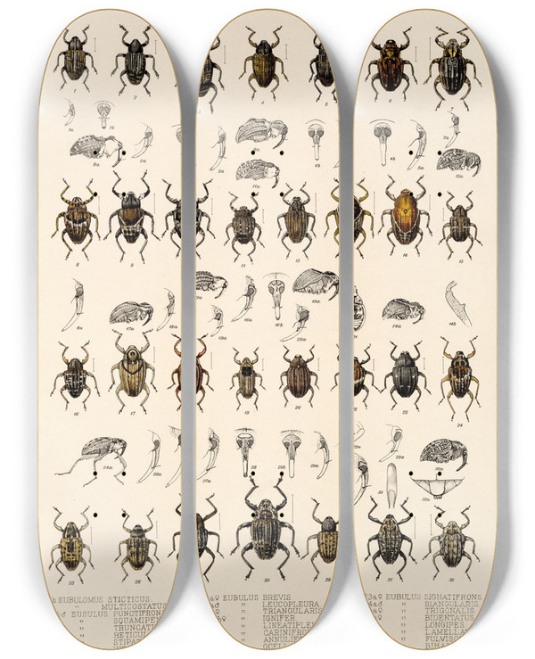 Triptych art skateboard deck of Frederick Ducane Godman Insecta Coleoptera Pl 166 by Frederick Ducane Godman (1834-1919)