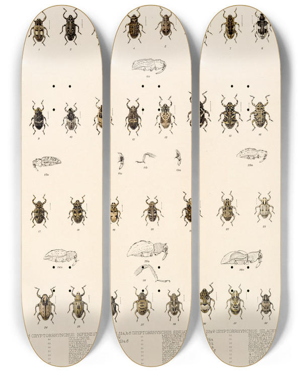 Triptych art skateboard deck of Frederick Ducane Godman Insecta Coleoptera Pl 172 by Frederick Ducane Godman (1834-1919)