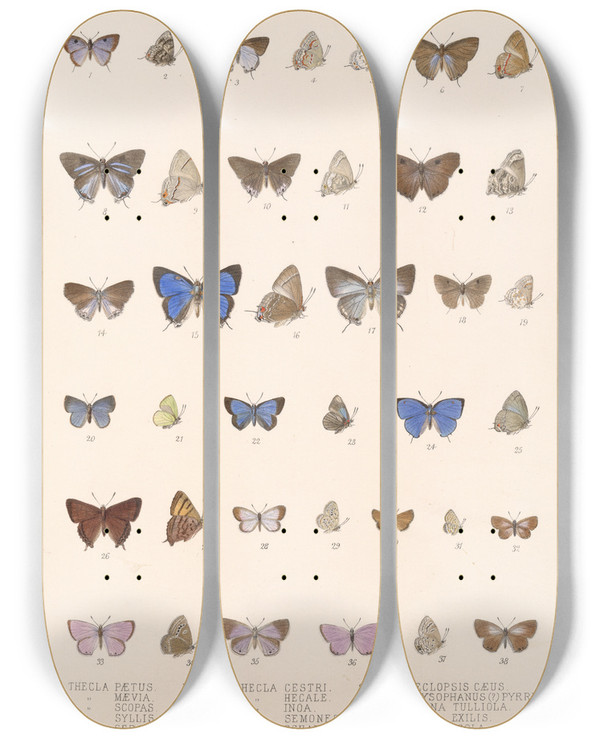 Triptych art skateboard deck of Frederick Ducane Godman Insecta Lepidopterarhopalocera Pl 059 by Frederick Ducane Godman (1834-1919)