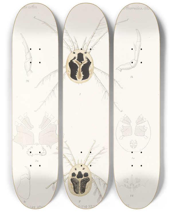 Triptych art skateboard deck of Frederick Ducane Godman Arachnida Acaridea Pl 10 by Frederick Ducane Godman (1834-1919)