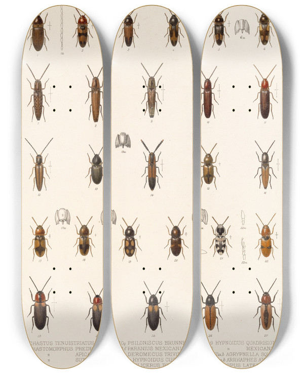 Triptych art skateboard deck of Frederick Ducane Godman Insecta Coleoptera Pl 073 by Frederick Ducane Godman (1834-1919)