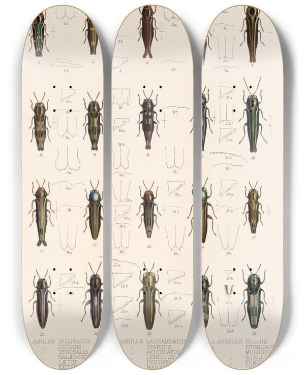 Triptych art skateboard deck of Frederick Ducane Godman Insecta Coleoptera Pl 061 by Frederick Ducane Godman (1834-1919)