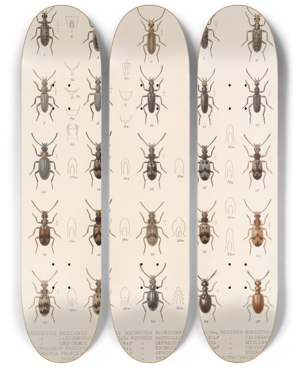 Triptych art skateboard deck of Frederick Ducane Godman Insecta Coleoptera Pl 127 by Frederick Ducane Godman (1834-1919)