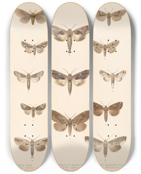 Triptych art skateboard deck of Frederick Ducane Godman Insecta Lepidopteraheterocera Pl 092 by Frederick Ducane Godman (1834-1919)