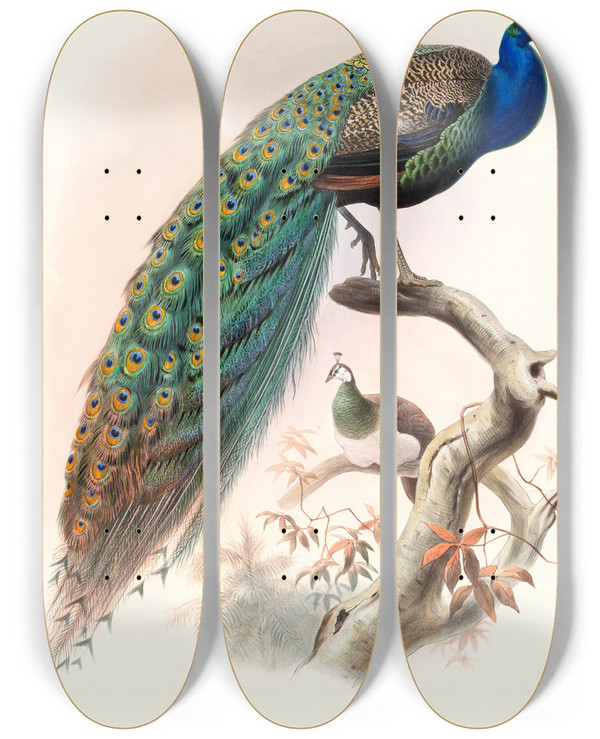 Triptych art skateboard deck of Joseph Smit Pavo Cristatus by Joseph Smit (1836-1929)