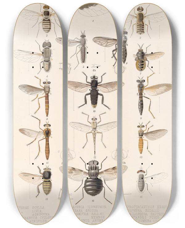 Triptych art skateboard deck of Frederick Ducane Godman Insecta Diptera Pl 05 by Frederick Ducane Godman (1834-1919)