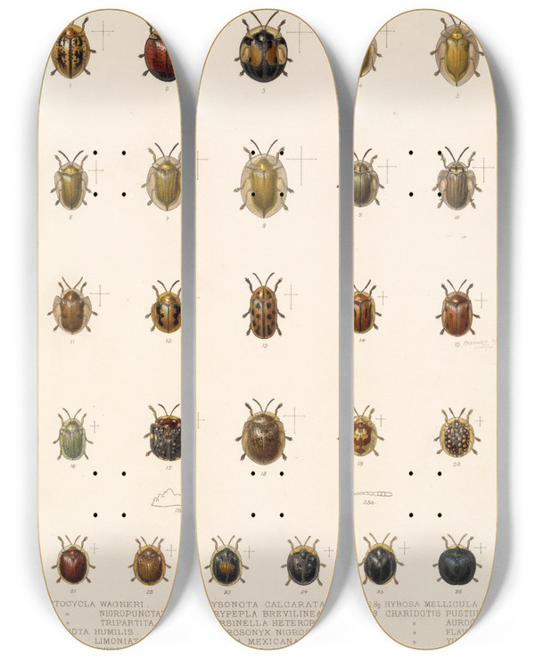 Triptych art skateboard deck of Frederick Ducane Godman Insecta Coleoptera Pl 284 by Frederick Ducane Godman (1834-1919)