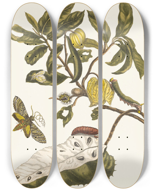 Triptych art skateboard deck of Maria Sibylla Merian Zuursak by Maria Sibylla Merian (1647-1717)