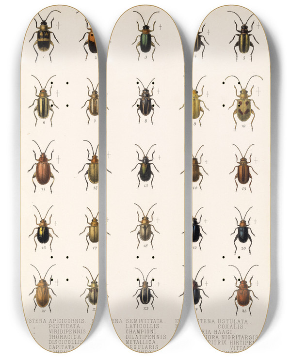 Triptych art skateboard deck of Frederick Ducane Godman Insecta Coleoptera Pl 252 by Frederick Ducane Godman (1834-1919)
