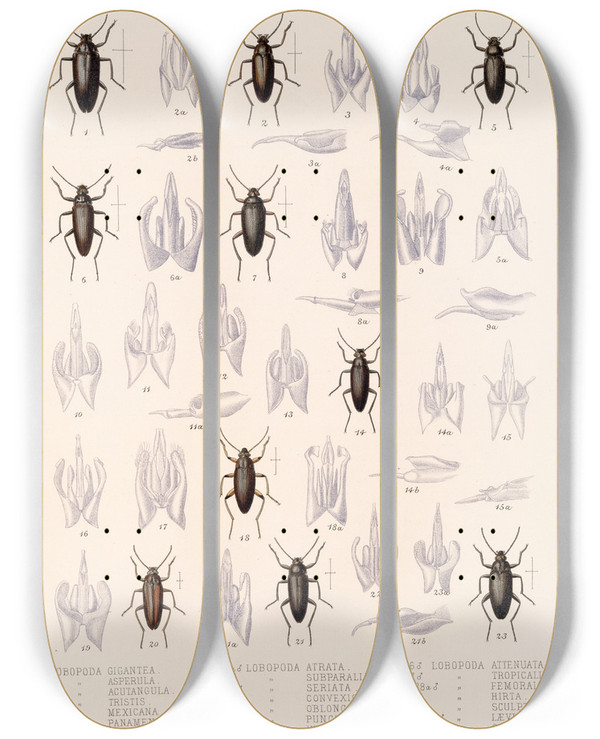 Triptych art skateboard deck of Frederick Ducane Godman Insecta Coleoptera Pl 112 by Frederick Ducane Godman (1834-1919)