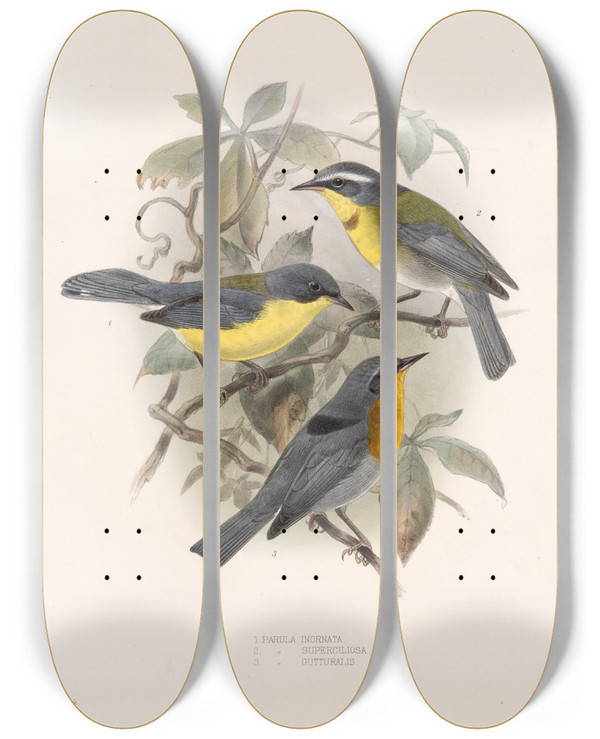 Triptych art skateboard deck of Frederick Ducane Godman Aves Pl 08 by Frederick Ducane Godman (1834-1919)