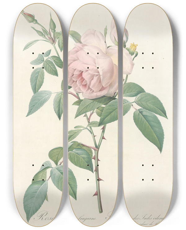 Triptych art skateboard deck of Pierre Joseph Redout Rosa Indica Fragrans by Pierre Joseph Redoute (1759-1840)