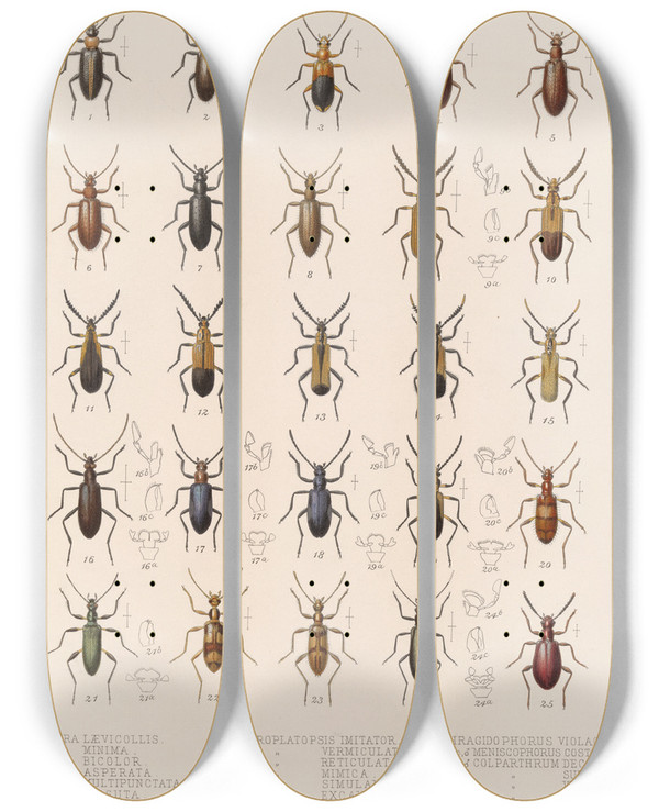 Triptych art skateboard deck of Frederick Ducane Godman Insecta Coleoptera Pl 121 by Frederick Ducane Godman (1834-1919)