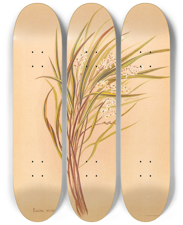 Triptych art skateboard deck of Georgina Burne Hetley Earina Mucronata by Georgina Burne Hetley (1832-1898)