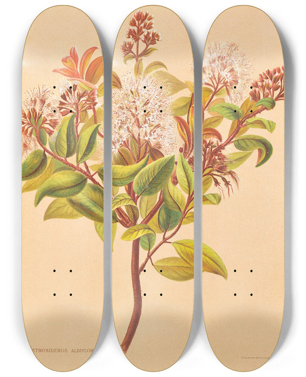 Triptych art skateboard deck of Georgina Burne Hetley Metrosideros Albiflora by Georgina Burne Hetley (1832-1898)