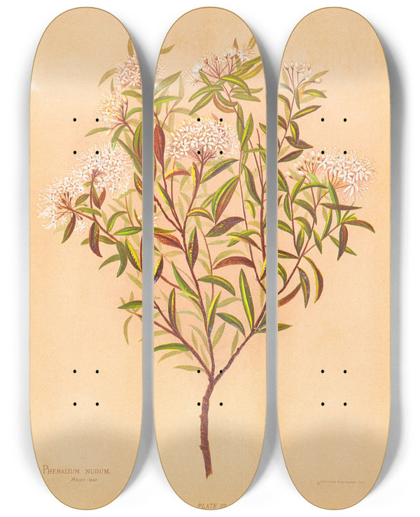 Triptych art skateboard deck of Georgina Burne Hetley Phebalium Nudum by Georgina Burne Hetley (1832-1898)