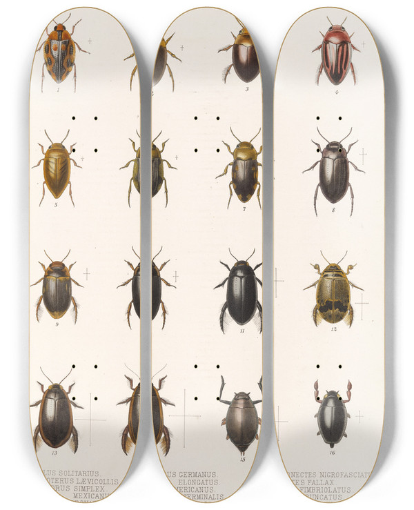 Triptych art skateboard deck of Frederick Ducane Godman Insecta Coleoptera Pl 038 by Frederick Ducane Godman (1834-1919)