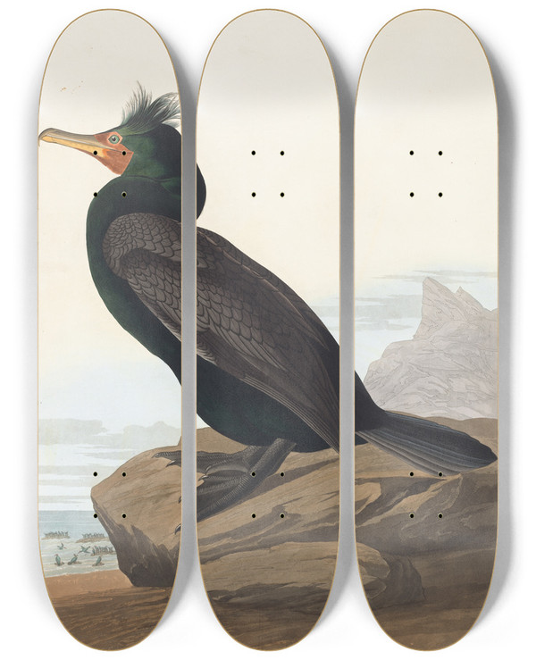 Triptych art skateboard deck of John James Audubon Doublecrested Cormorant by John James Audubon (1785-1851)