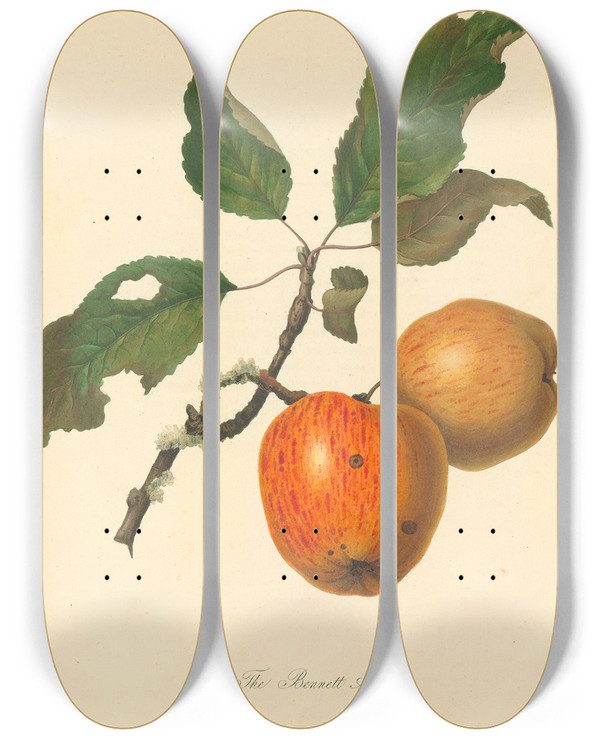 Triptych art skateboard deck of Thomas Andrew Knight Bennett Apple by Thomas Andrew Knight (1759-1838)