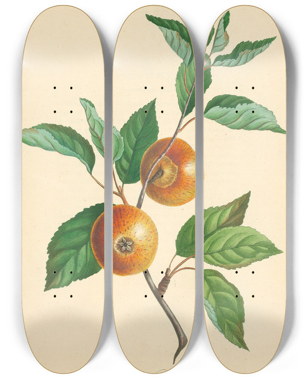 Triptych art skateboard deck of Thomas Andrew Knight Loan Pearmain by Thomas Andrew Knight (1759-1838)