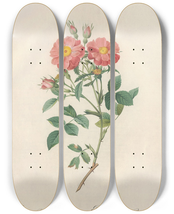 Triptych art skateboard deck of Pierre Joseph Redout Rosa Rubiginosa Zabeth by Pierre Joseph Redoute (1759-1840)