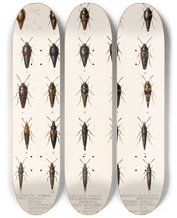 Triptych art skateboard deck of Frederick Ducane Godman Insecta Coleoptera Pl 044 by Frederick Ducane Godman (1834-1919)