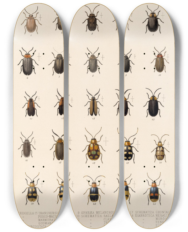 Triptych art skateboard deck of Frederick Ducane Godman Insecta Coleoptera Pl 260 by Frederick Ducane Godman (1834-1919)