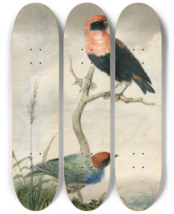 Triptych art skateboard deck of Barend Hendrik Thier Two Tropical Birds by Barend Hendrik Thier (1751-1814)