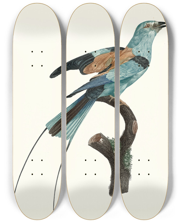 Triptych art skateboard deck of Jacques Barraband Le Rollier Long Brins Dafrique Mle by Jacques Barraband (1767-1809)
