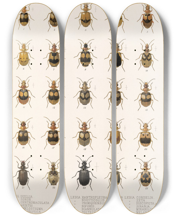 Triptych art skateboard deck of Frederick Ducane Godman Insecta Coleoptera Pl 035 by Frederick Ducane Godman (1834-1919)