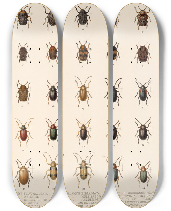 Triptych art skateboard deck of Frederick Ducane Godman Insecta Coleoptera Pl 272 by Frederick Ducane Godman (1834-1919)